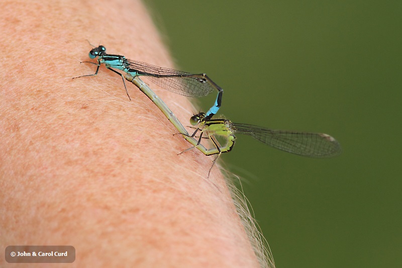 IMG_0739 Ischnura elegans.JPG